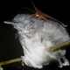 An erebid moth seen sipping the tears from the eye of a black-chinned antbird. There are actually two parasites on this poor bird—notice the mosquito on its chest.
